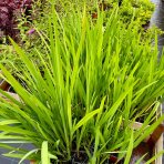 Montbrécia (Crocosmia) ´CARMINE BRILLIANT´- kont. P9